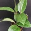 Hoya verticillata hija, pianta da interno