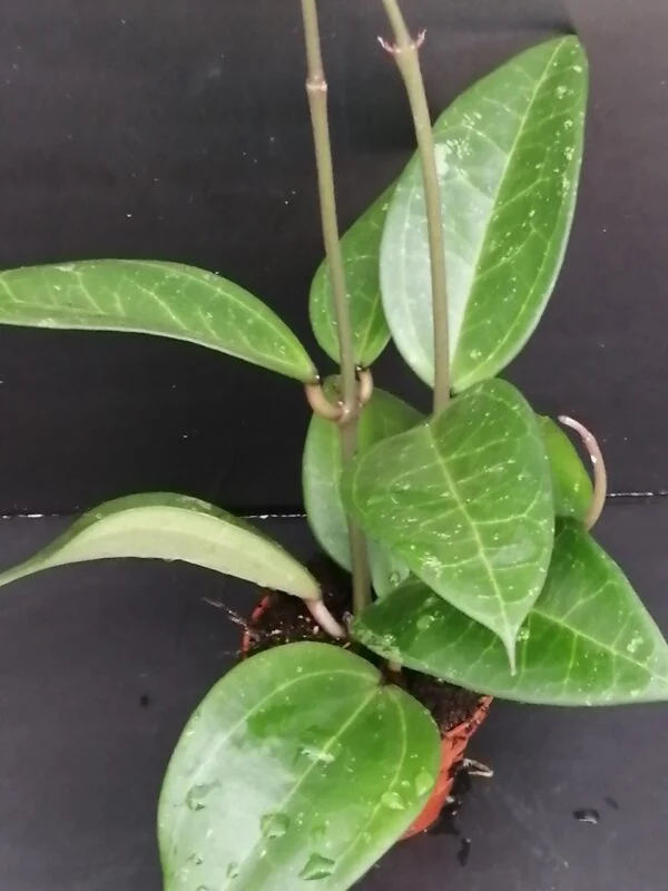 Hoya verticillata hija, pianta da interno