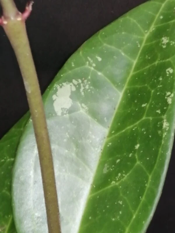 Hoya verticillata hija, foto 3