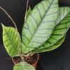 Hoya callistophylla Kal, pianta da interno