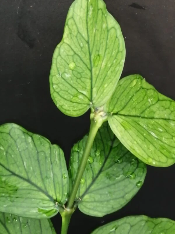 Hoya polyneura, foto 2