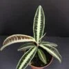 Labisia jabi, pianta da interno