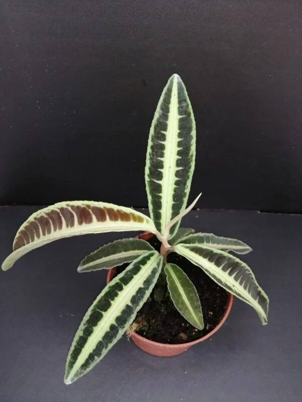 Labisia jabi, pianta da interno