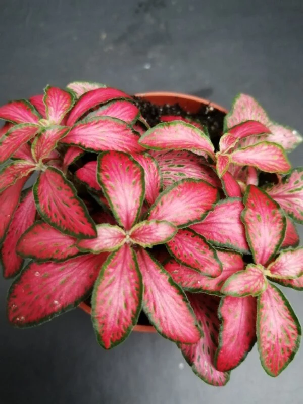 Fittonia Forest Flame, pianta da interno