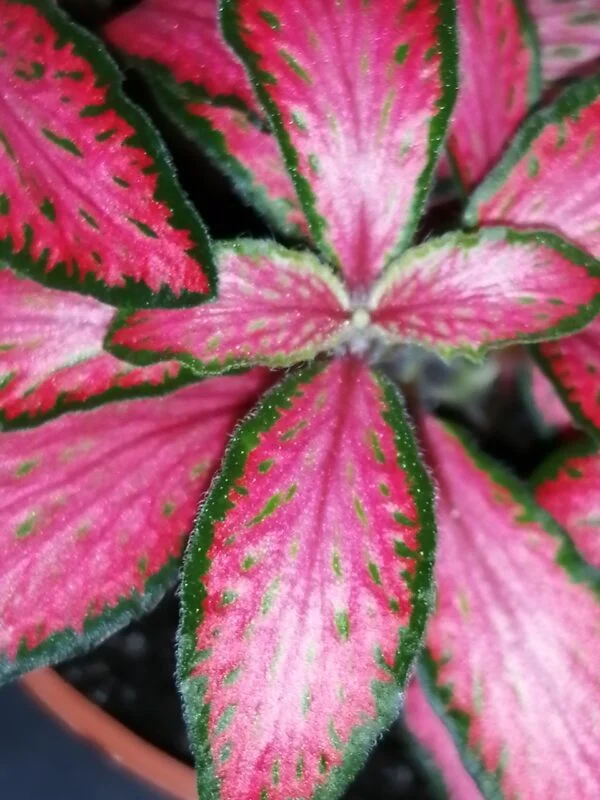Fittonia Forest Flame, foto 2