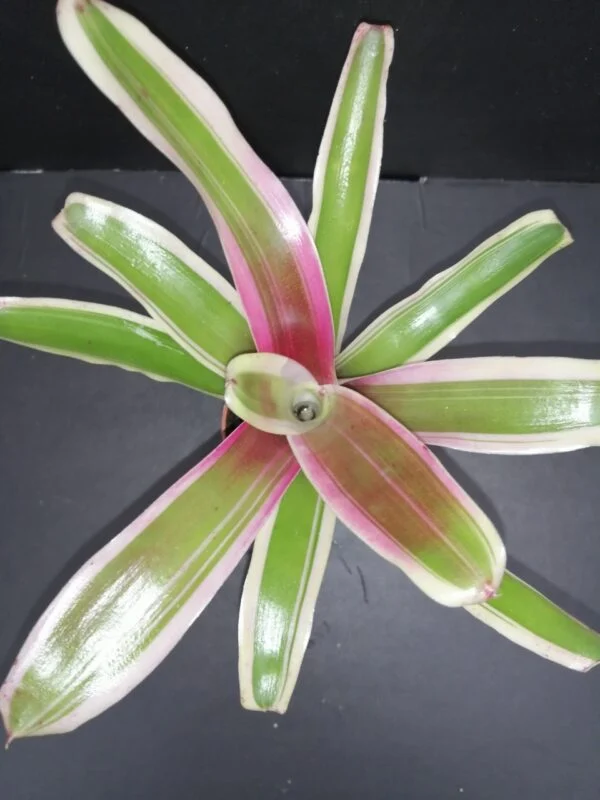 Nidularium schulterianum Striped Fireball Variegato pianta micro, pianta da interno