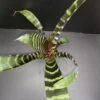 Vriesea splendens, pianta da interno