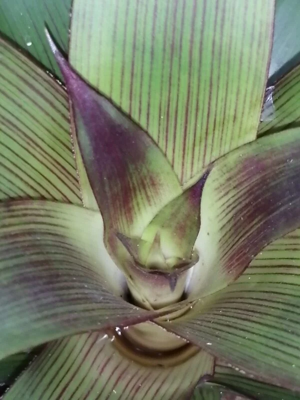 Bromelia Forest pianta micro, foto 2