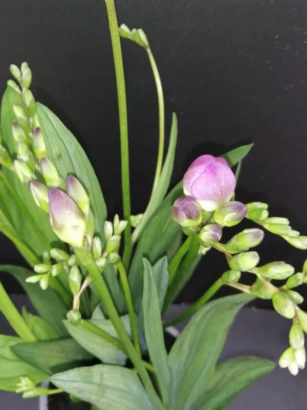 Freesia, foto 2