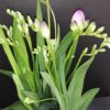 Freesia, pianta da esterno