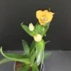 Ornithogalum dubium, pianta da esterno