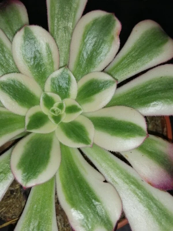 Aeonium Medusa, foto 2