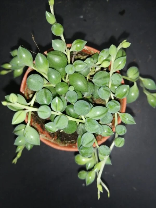 Senecio herrieanus, pianta da interno e da esterno