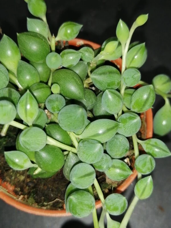 Senecio herrieanus, foto 2