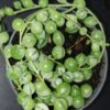 Senecio herrieanus Variegata, pianta da interno e da esterno