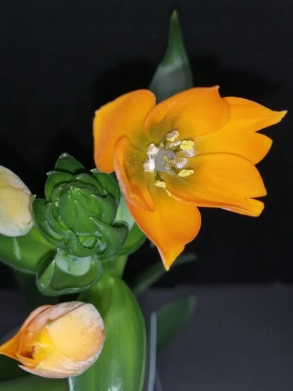 Ornithogalum dubium, foto 2