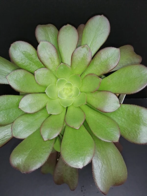 Aeonium arboreum, foto 3