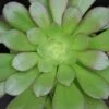 Aeonium arboreum, pianta da interno e da esterno