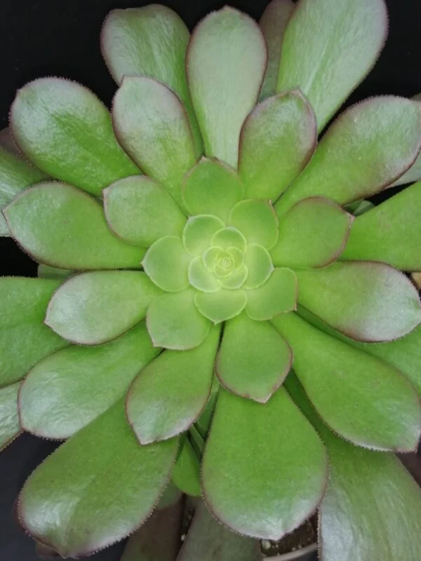 Aeonium arboreum, pianta da interno e da esterno