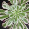 Aeonium Red Copper, pianta da interno e da esterno