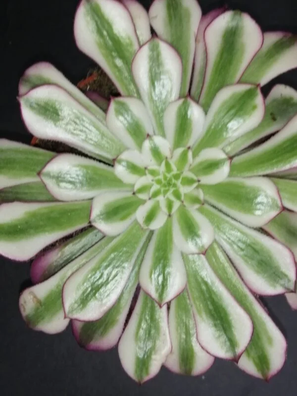 Aeonium Red Copper, pianta da interno e da esterno