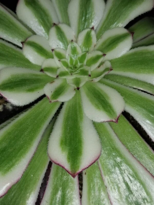 Aeonium Red Copper, foto 2
