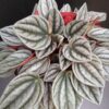 Peperomia caperata Grey