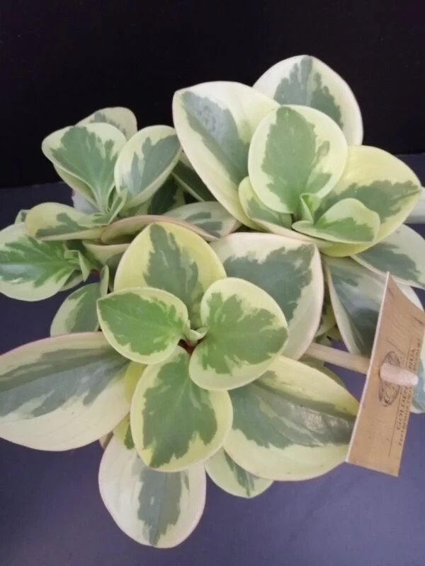 Peperomia Golden Genua, pianta da interno