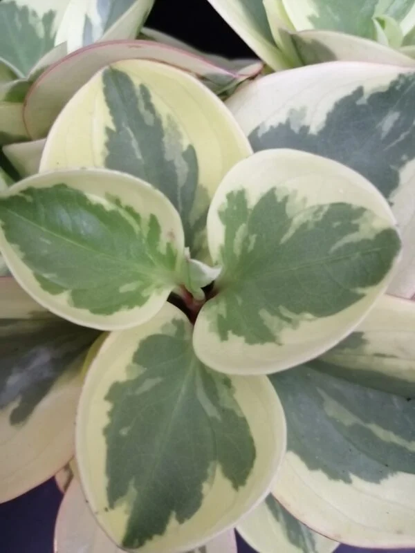 Peperomia Golden Genua, foto 2