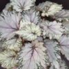 Begonia Asian Tundra Beleaf, pianta da interno