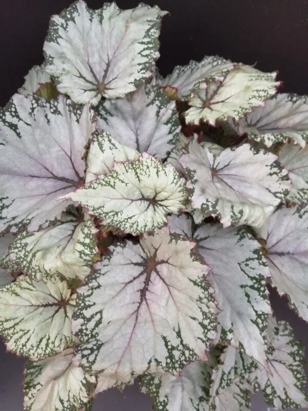 Begonia Asian Tundra Beleaf, pianta da interno