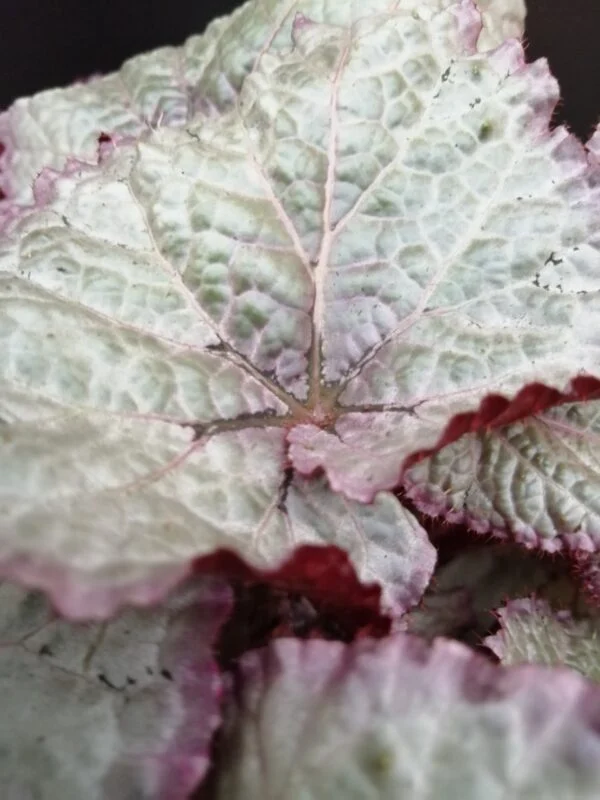 Begonia Hawaiian Silver Beleaf, foto 2