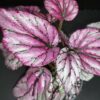 Begonia Hugh Mc Lauchlan, pianta da interno