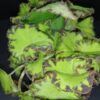 Begonia Jive, pianta da interno
