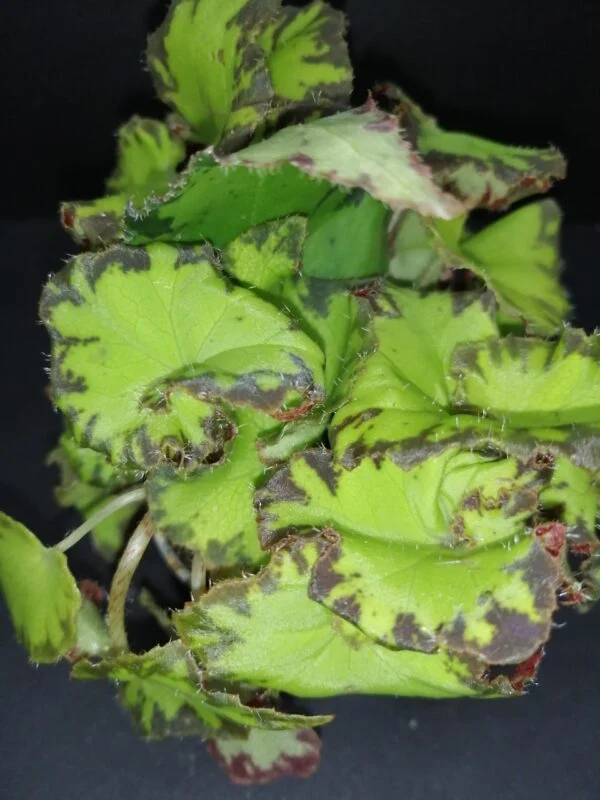 Begonia Jive, pianta da interno