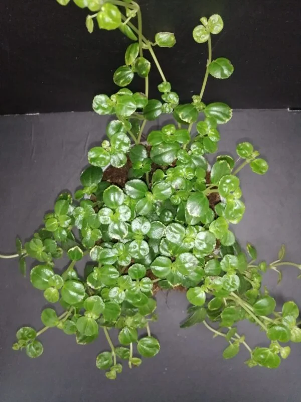 Pilea depressa, pianta da interno