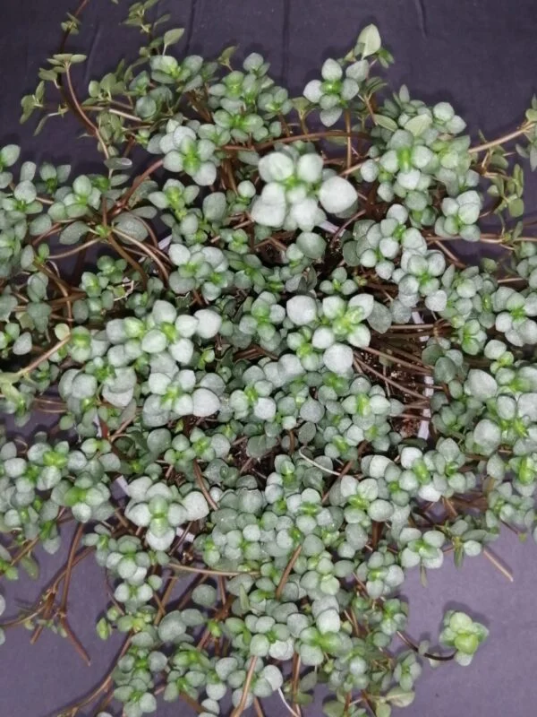 Pilea glauca Aquamarine, pianta da terrario