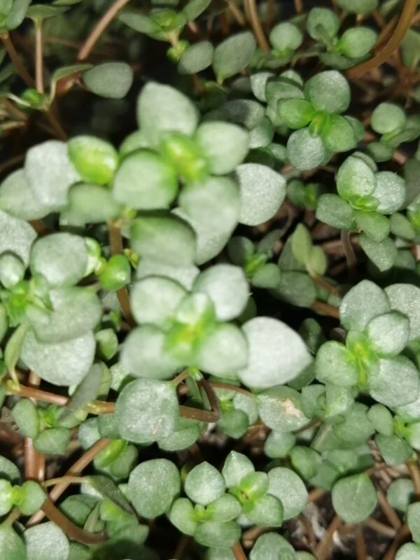 Pilea glauca Aquamarine, foto 4