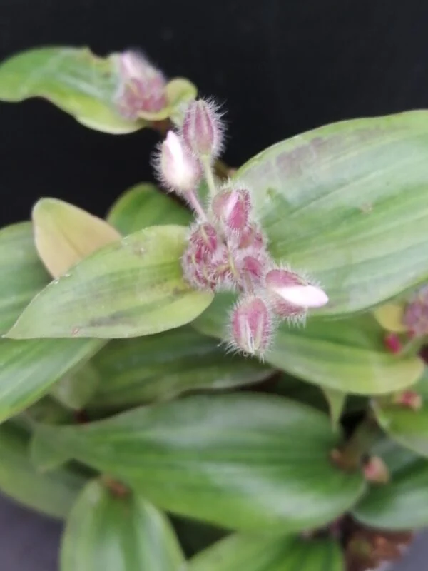 Tradescantia cerinthoides Variegata aurea, Tradescantia blossfeldiana Variegata aurea, pianta da interno