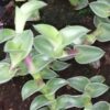 Tradescantia navicularis, sin. Callisia navicularis, pianta da interno e da esterno