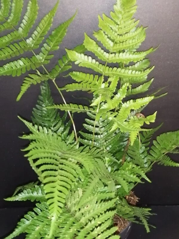 Dryopteris erythrosora Brilliance, pianta da interno e da esterno