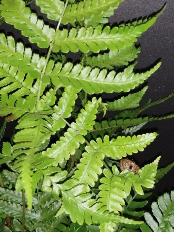 Dryopteris erythrosora Brilliance, foto 2