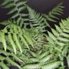 Dicksonia antarctica, pianta da interno e da esterno