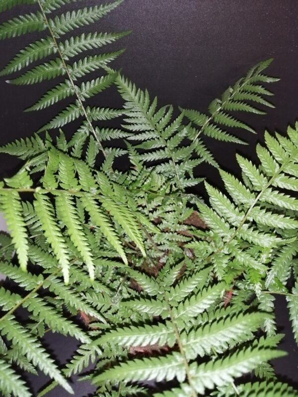 Dicksonia antarctica, pianta da interno e da esterno