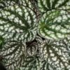 Peperomia Green Bubble, pianta da interno