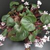 Cyclamen coum, pianta da esterno