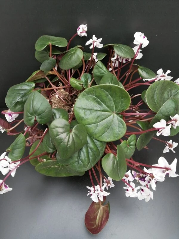 Cyclamen coum, pianta da esterno
