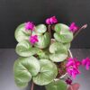 Cyclamen coum, pianta da esterno