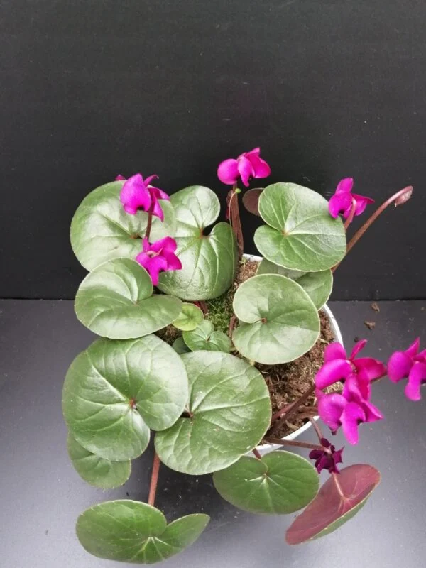 Cyclamen coum, pianta da esterno