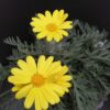 Euryops pectinatus, pianta da esterno